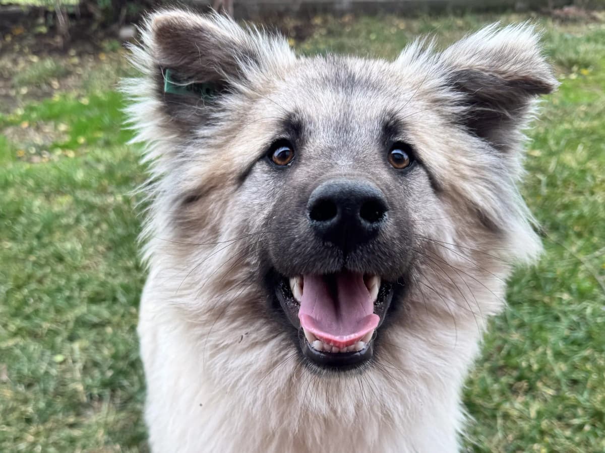 Pofpof Melez Köpek fotoğrafı