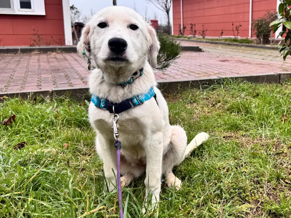 Lokum Melez Köpek fotoğrafı