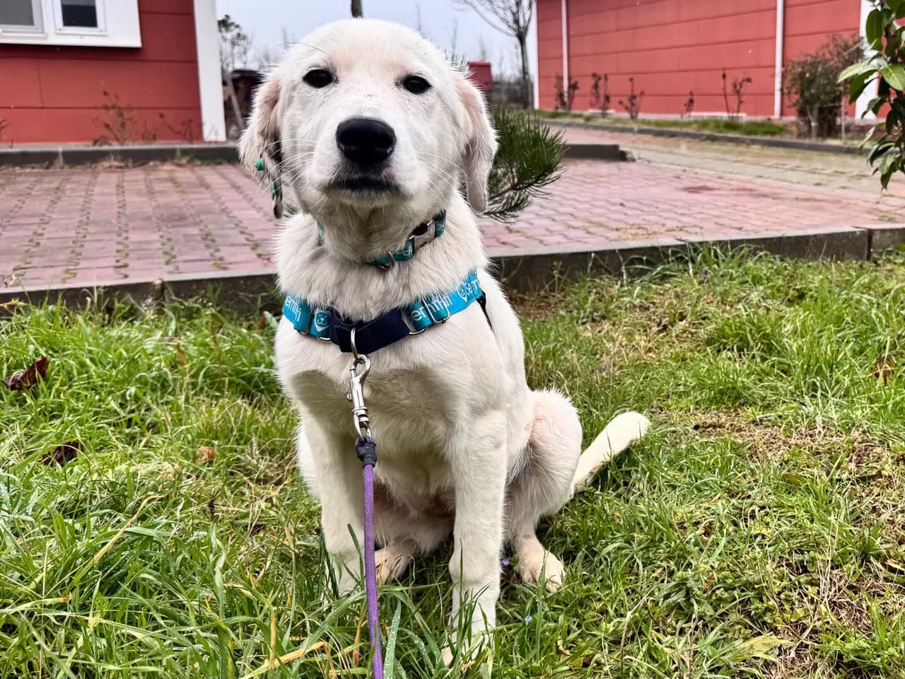 Lokum Melez Köpek fotoğrafı