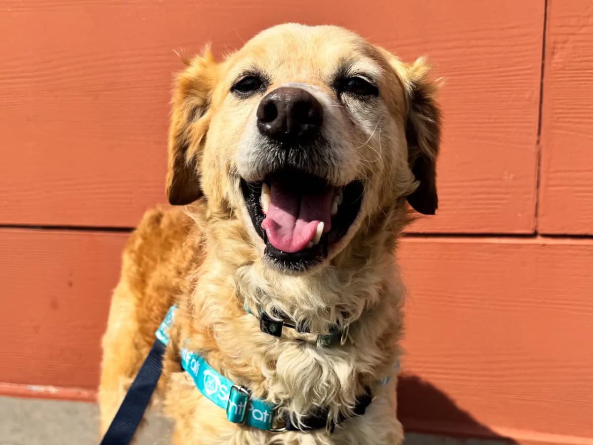 Roma Melez Köpek fotoğrafı