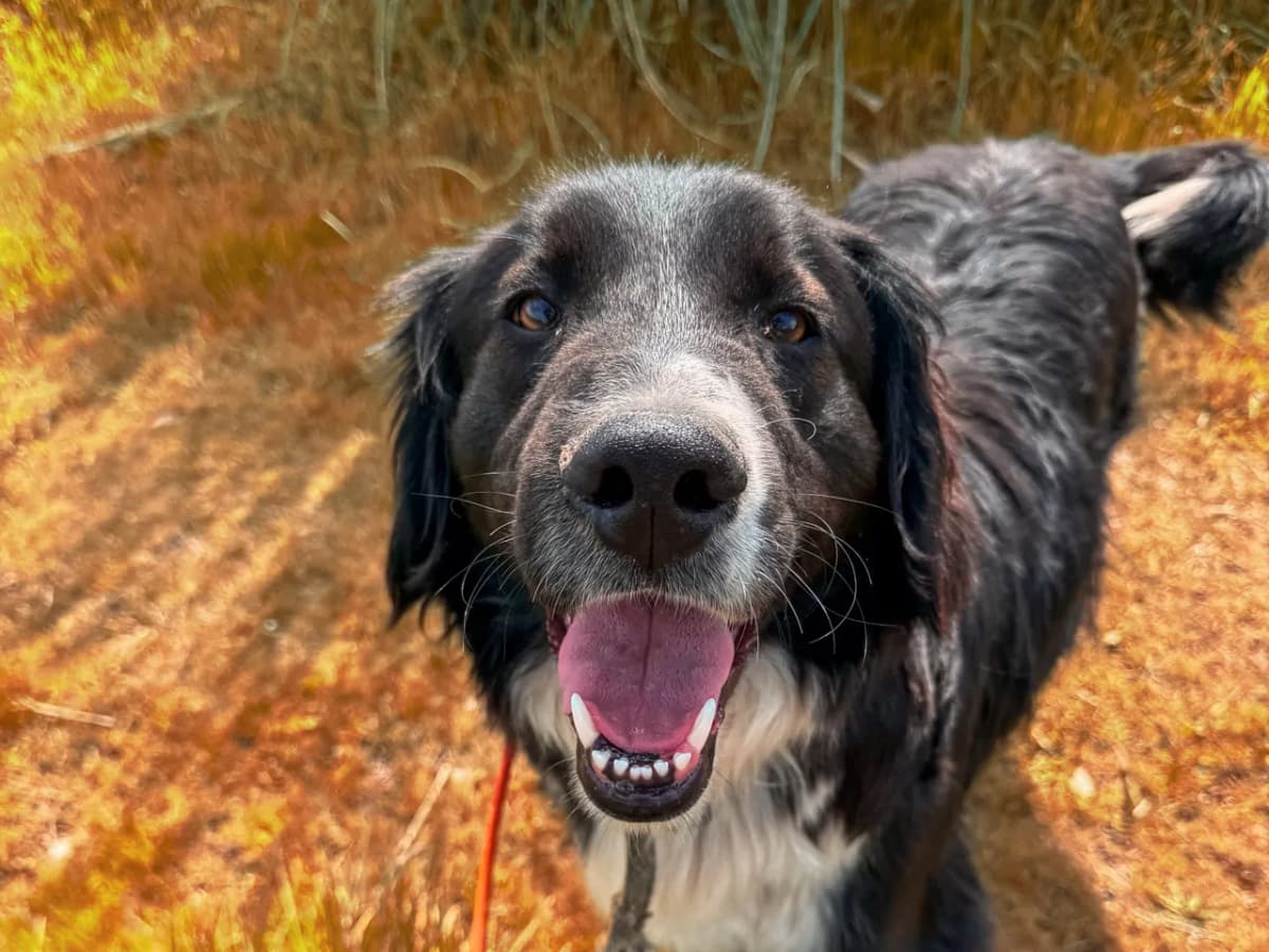 Romeo Melez Köpek fotoğrafı