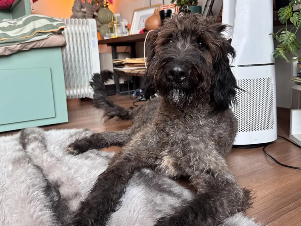 Bobo Melez Köpek fotoğrafı