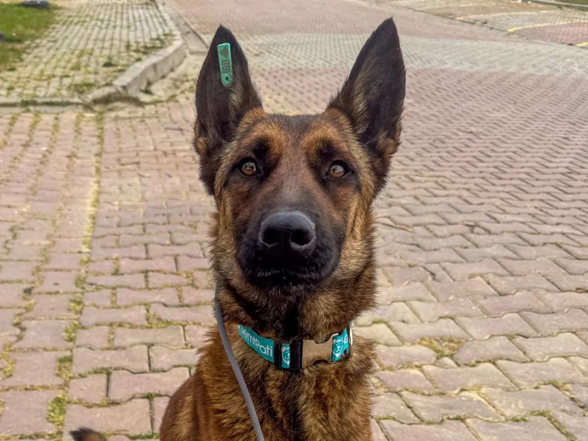 Rozi Melez Köpek fotoğrafı