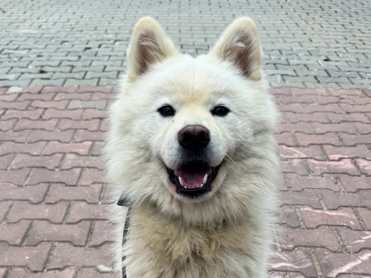 White Melez Köpek fotoğrafı