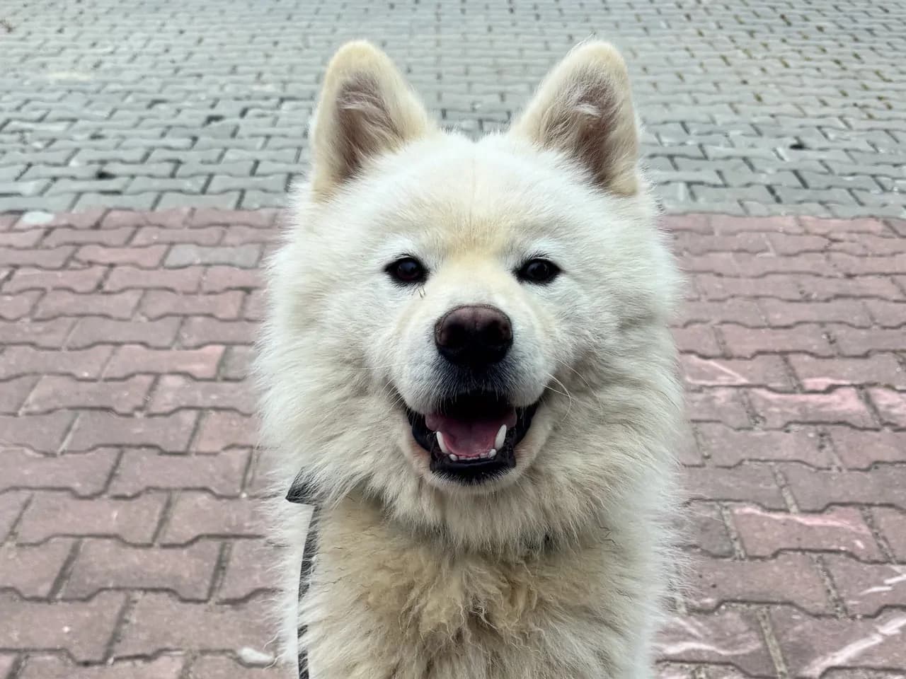 White Melez Köpek fotoğrafı