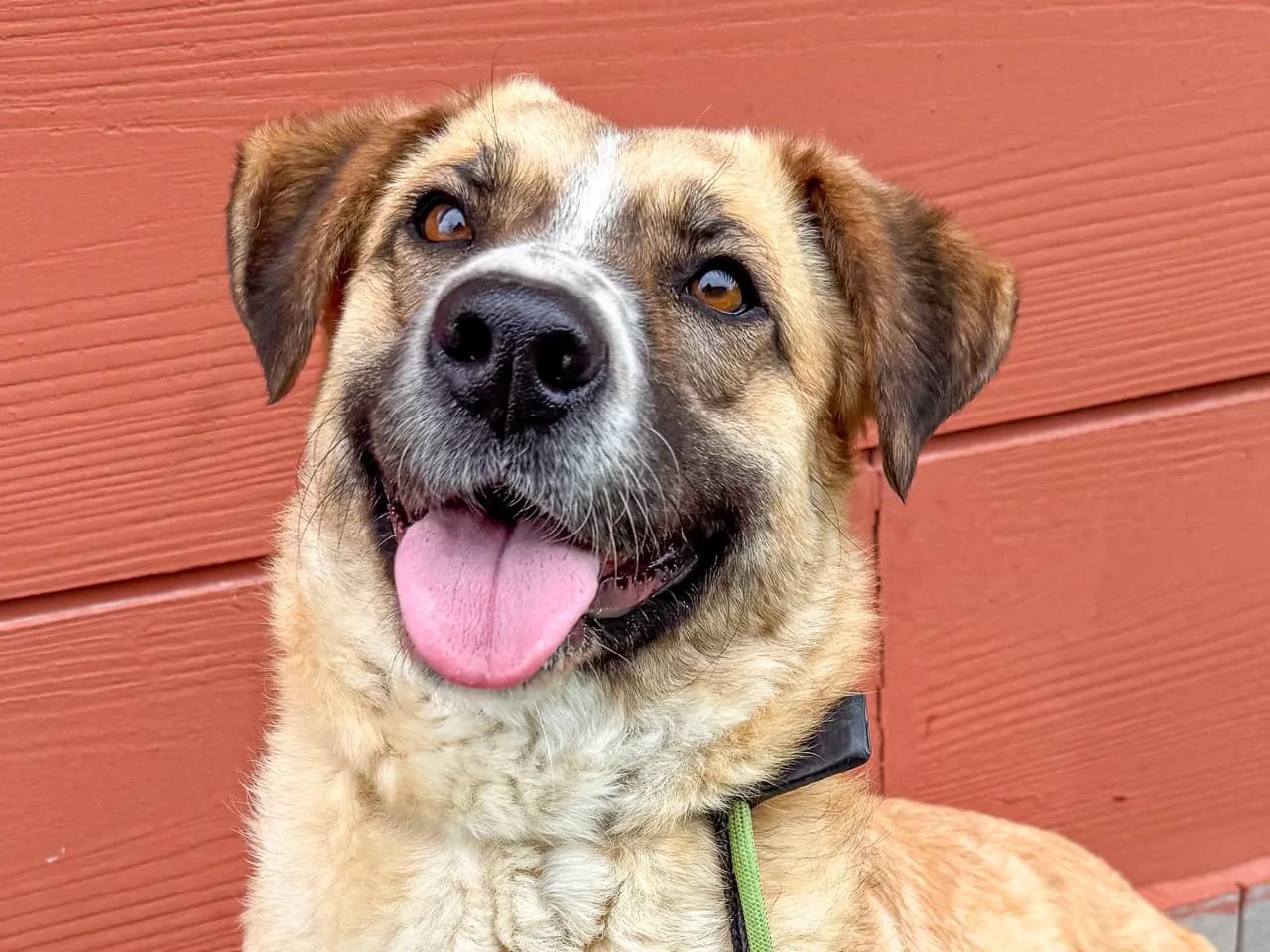 Afet Melez Köpek fotoğrafı