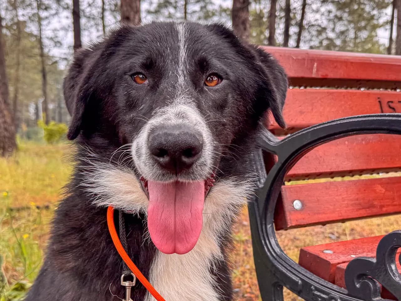 Ringo Melez Köpek fotoğrafı
