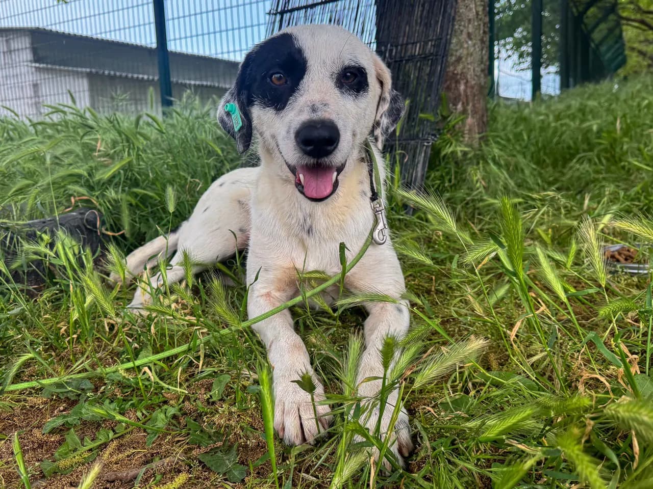 Flake Melez Köpek fotoğrafı