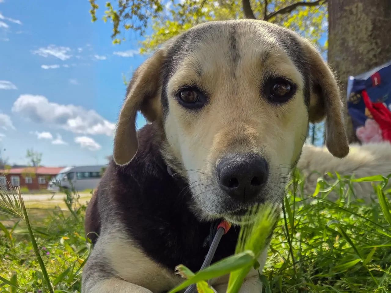 Berry Melez Köpek fotoğrafı