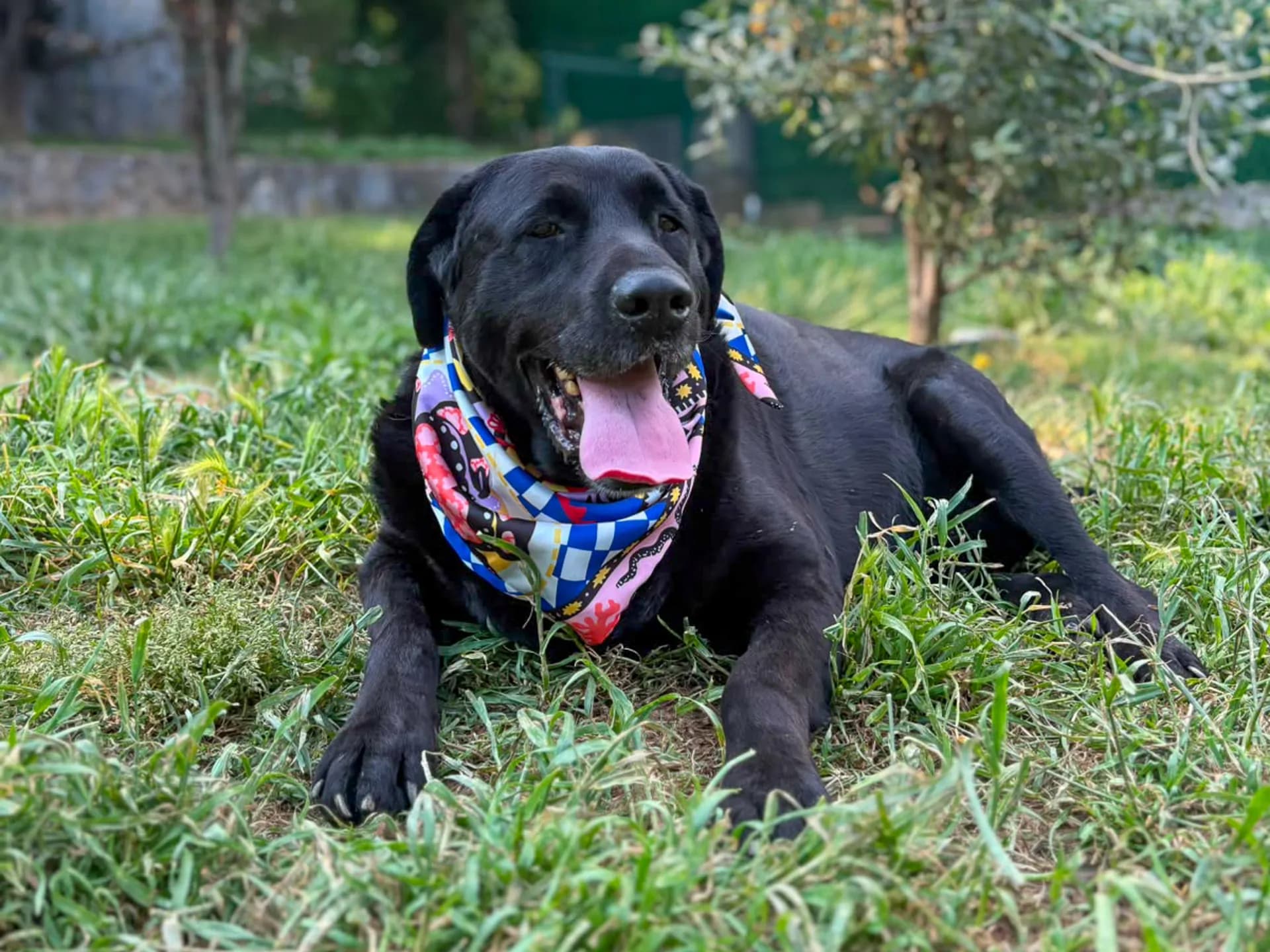 Tavuk Melez Köpek fotoğrafı