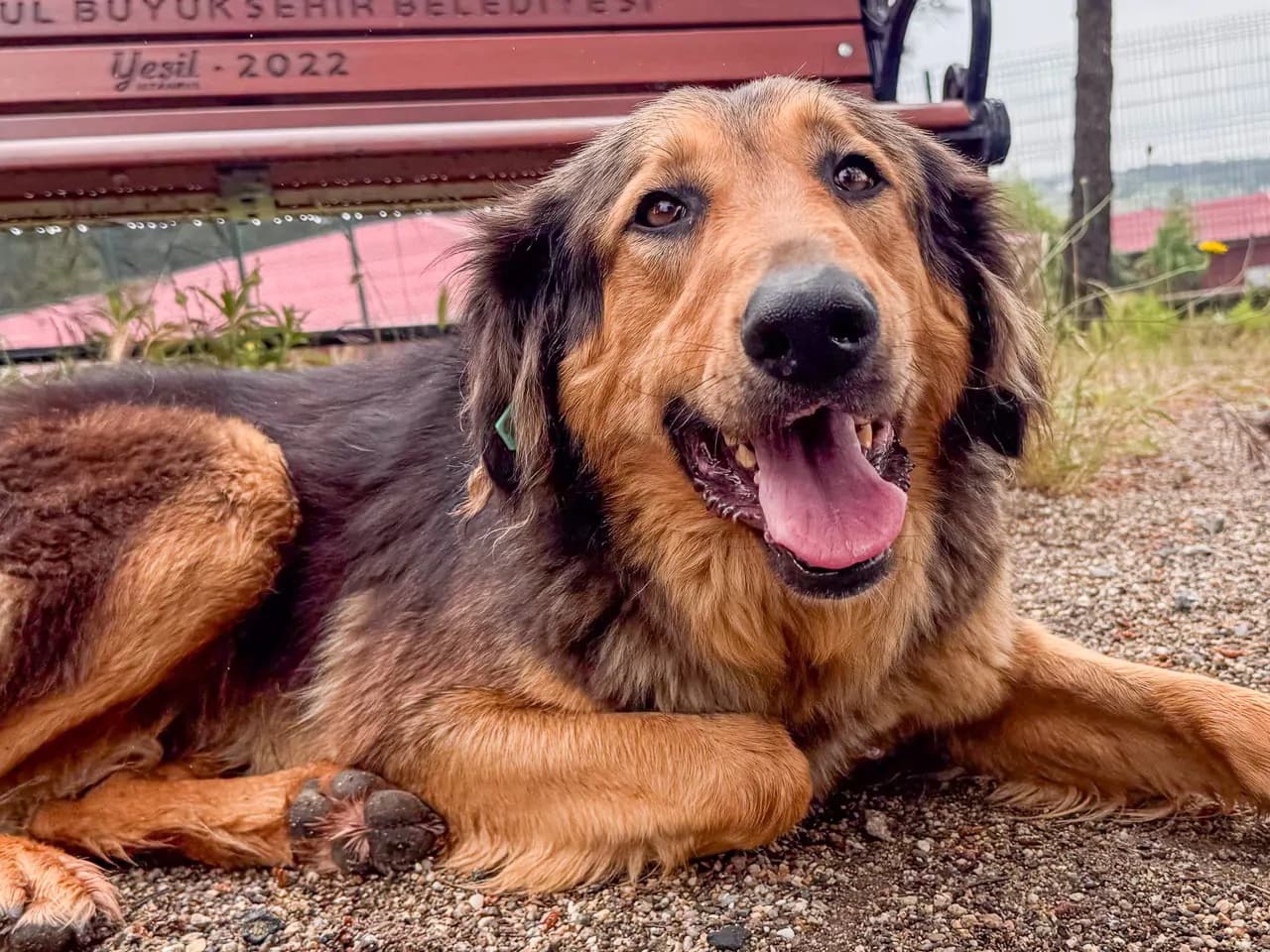 Robi Melez Köpek fotoğrafı