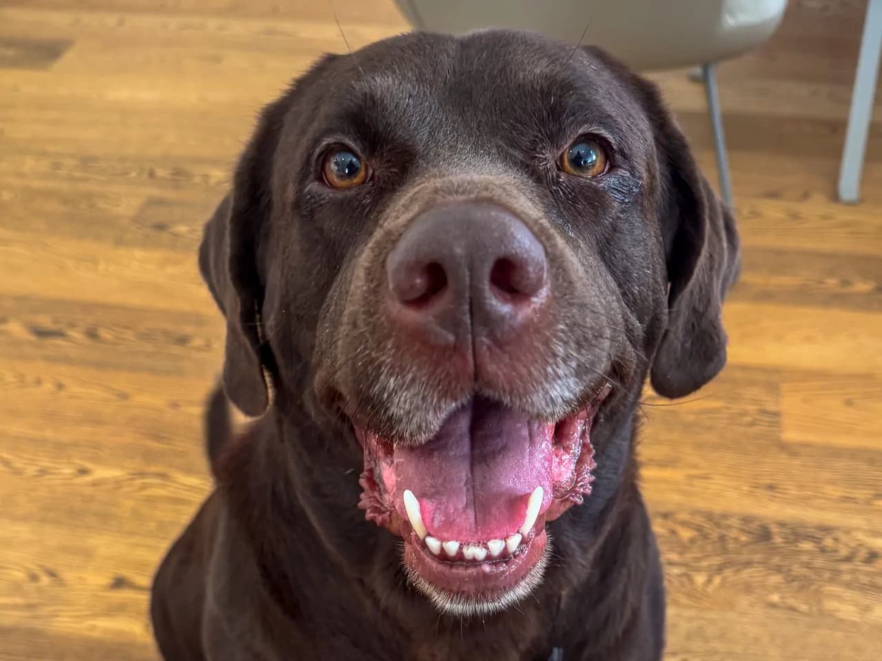 Molly Melez Köpek fotoğrafı