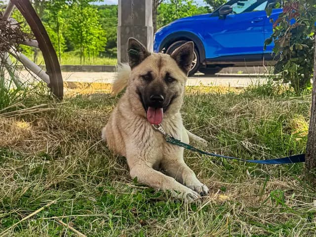 Sansa Melez Köpek fotoğrafı