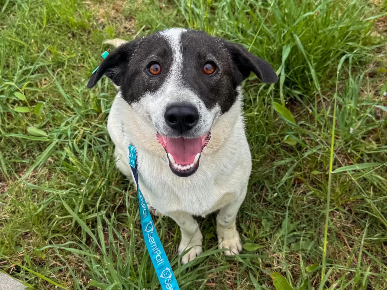 Luna Melez Köpek fotoğrafı