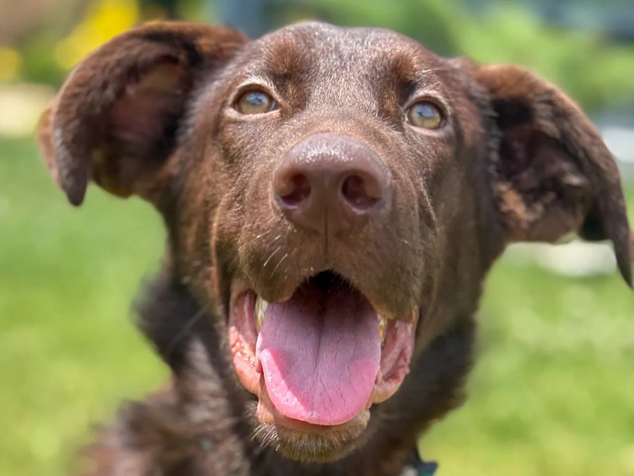 Baliko Melez Köpek fotoğrafı