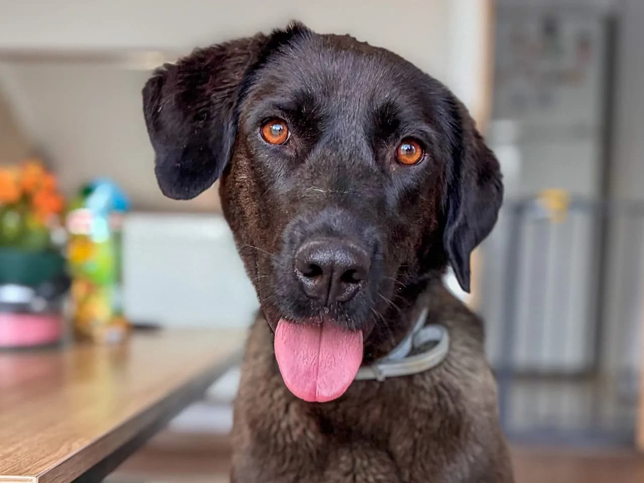 Zeytin Melez Köpek fotoğrafı