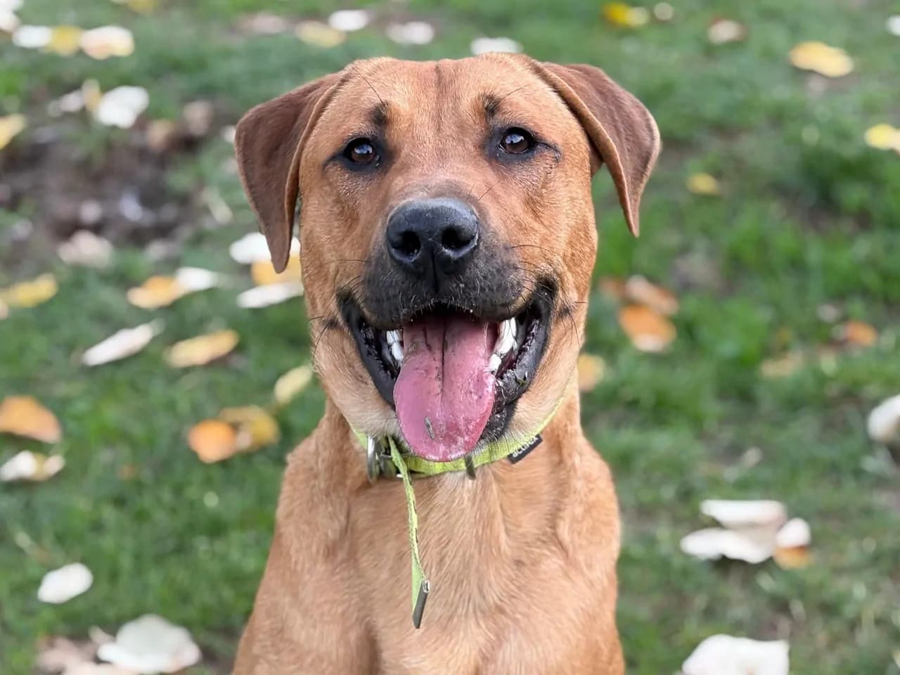 Max Melez Köpek fotoğrafı