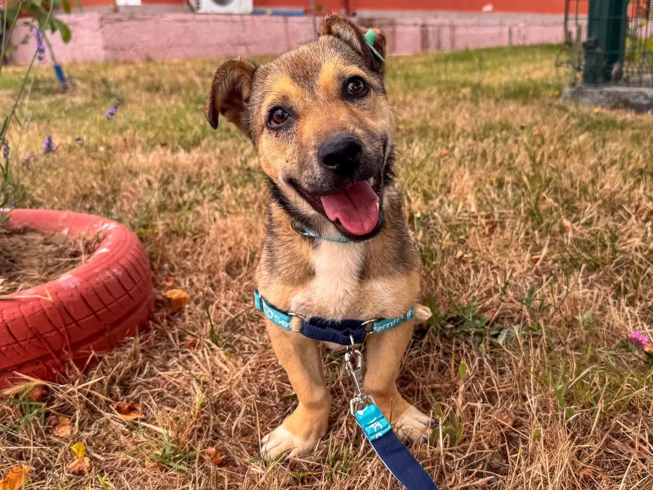 Fido Melez Köpek fotoğrafı