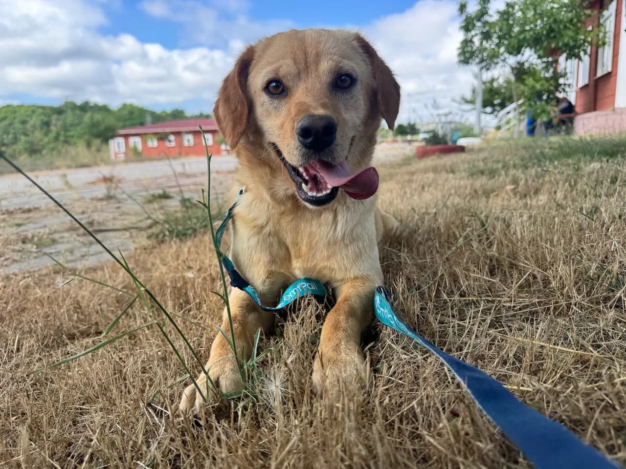 Blondie Melez Köpek fotoğrafı