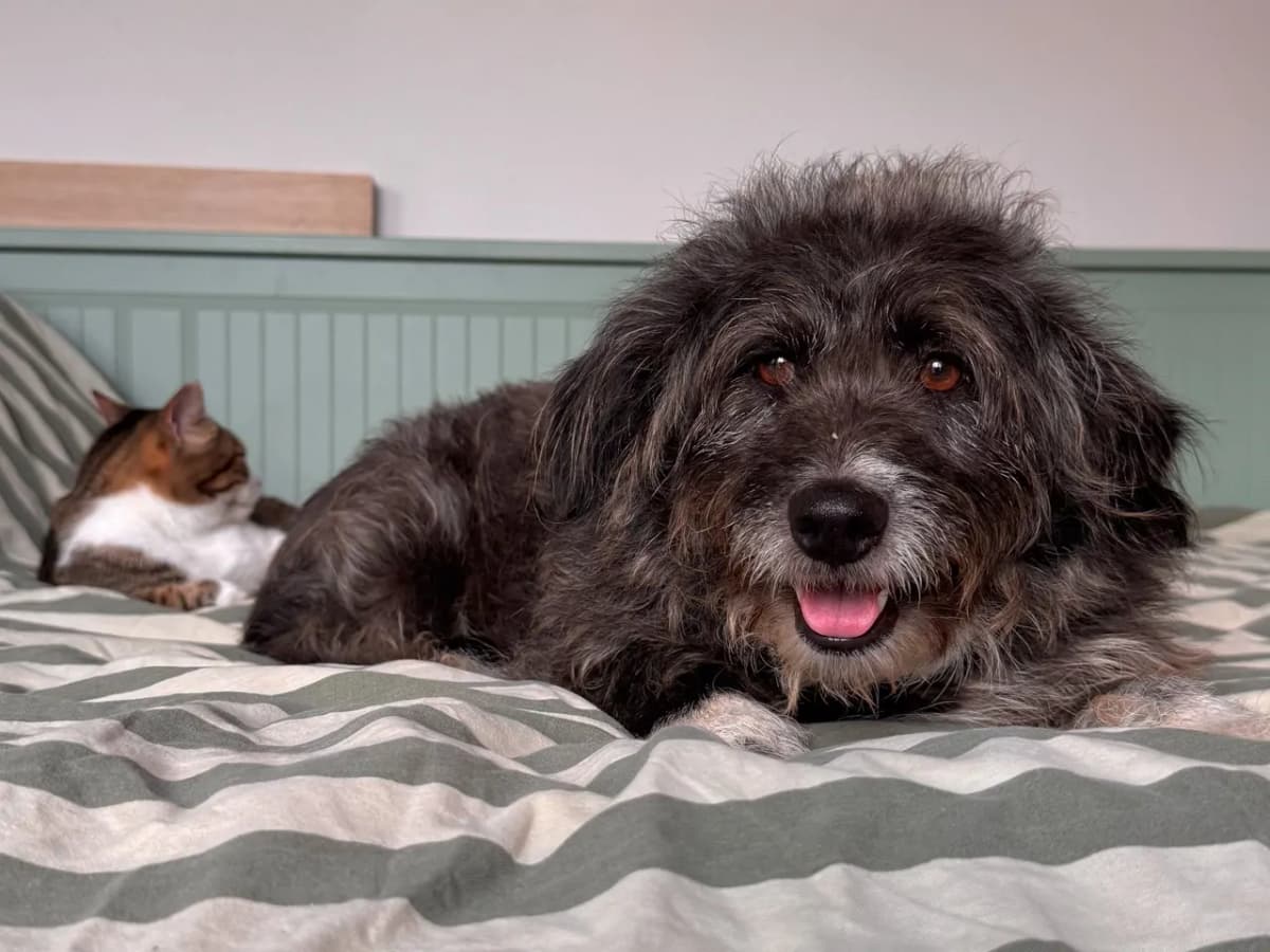 Mendi Melez Köpek Melez Köpek fotoğrafı