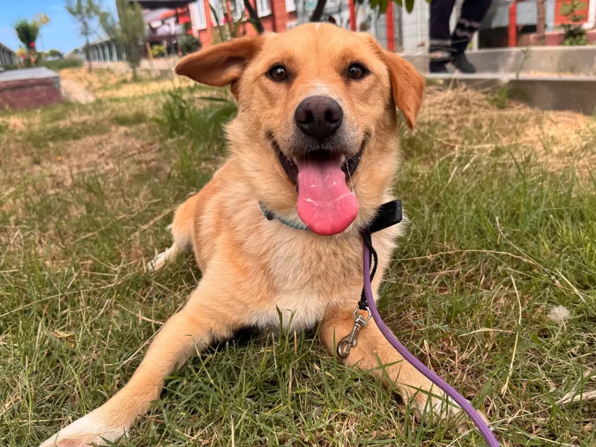 Borsa Melez Köpek Melez Köpek fotoğrafı