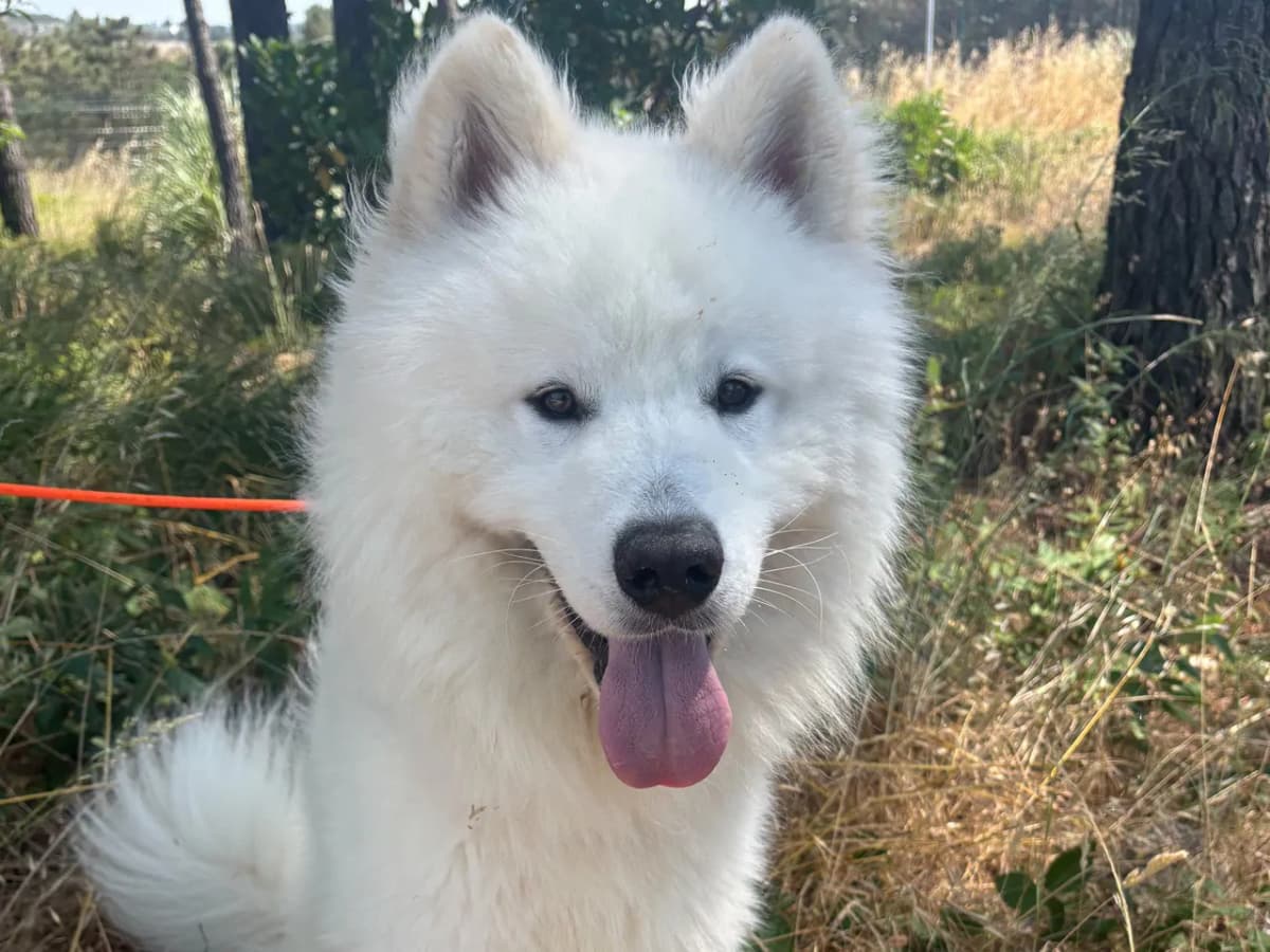 Ice Melez Köpek Melez Köpek fotoğrafı