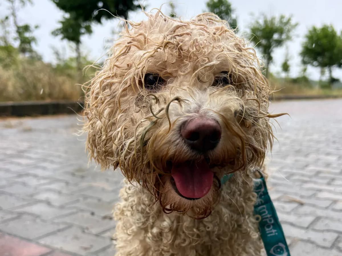 Cesur Melez Köpek Melez Köpek fotoğrafı