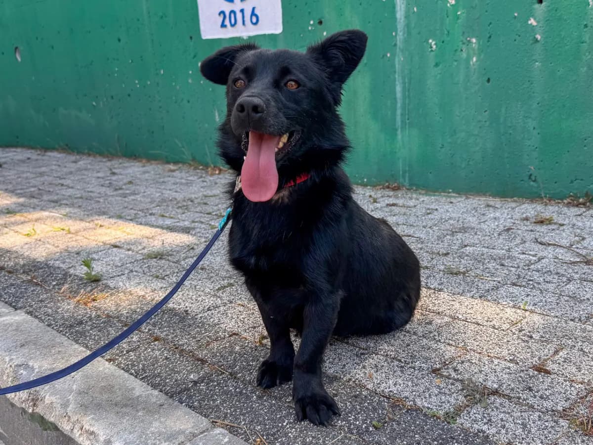 Peren Melez Köpek Melez Köpek fotoğrafı