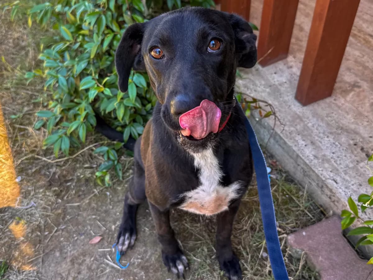 Kara Melez Köpek fotoğrafı