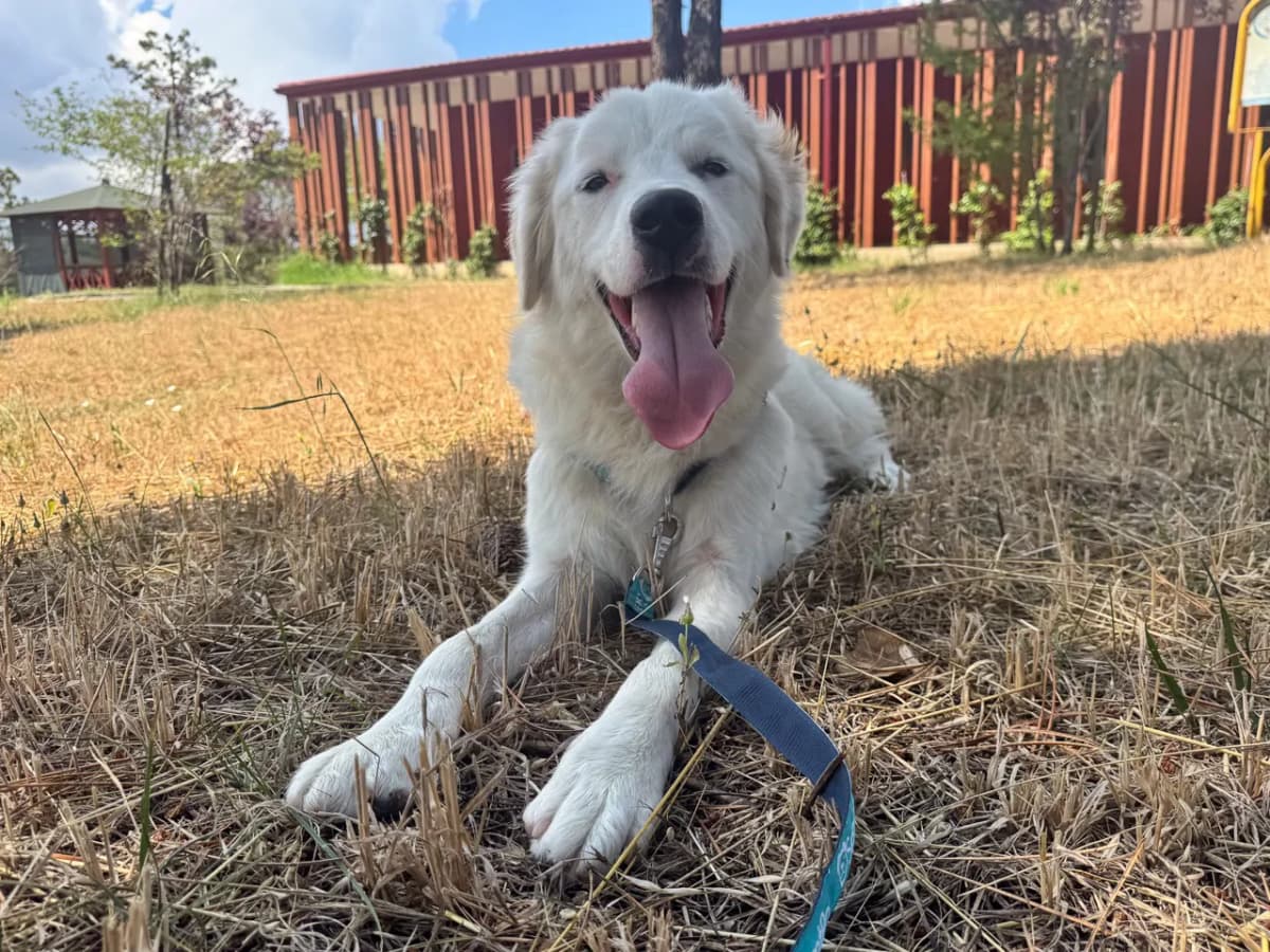 Gofret Melez Köpek fotoğrafı