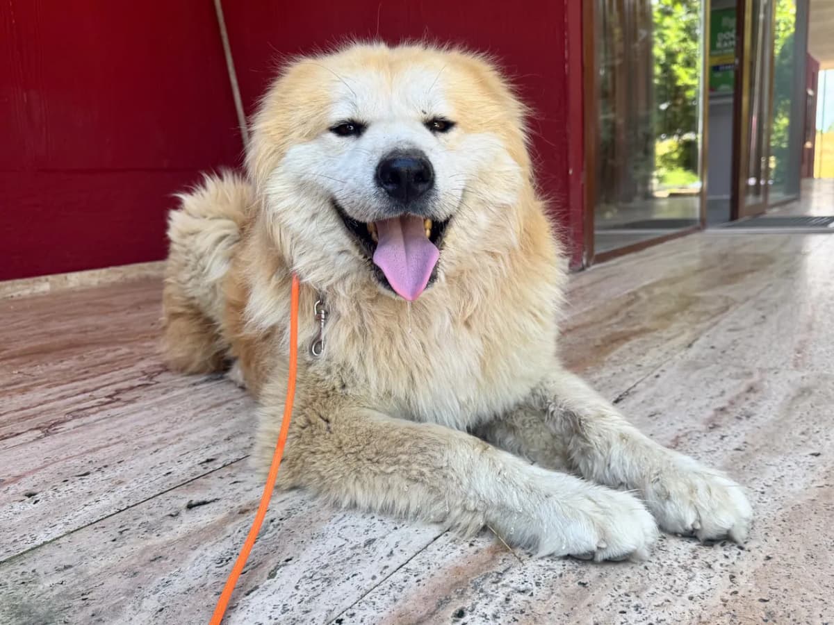Görkem Melez Köpek fotoğrafı
