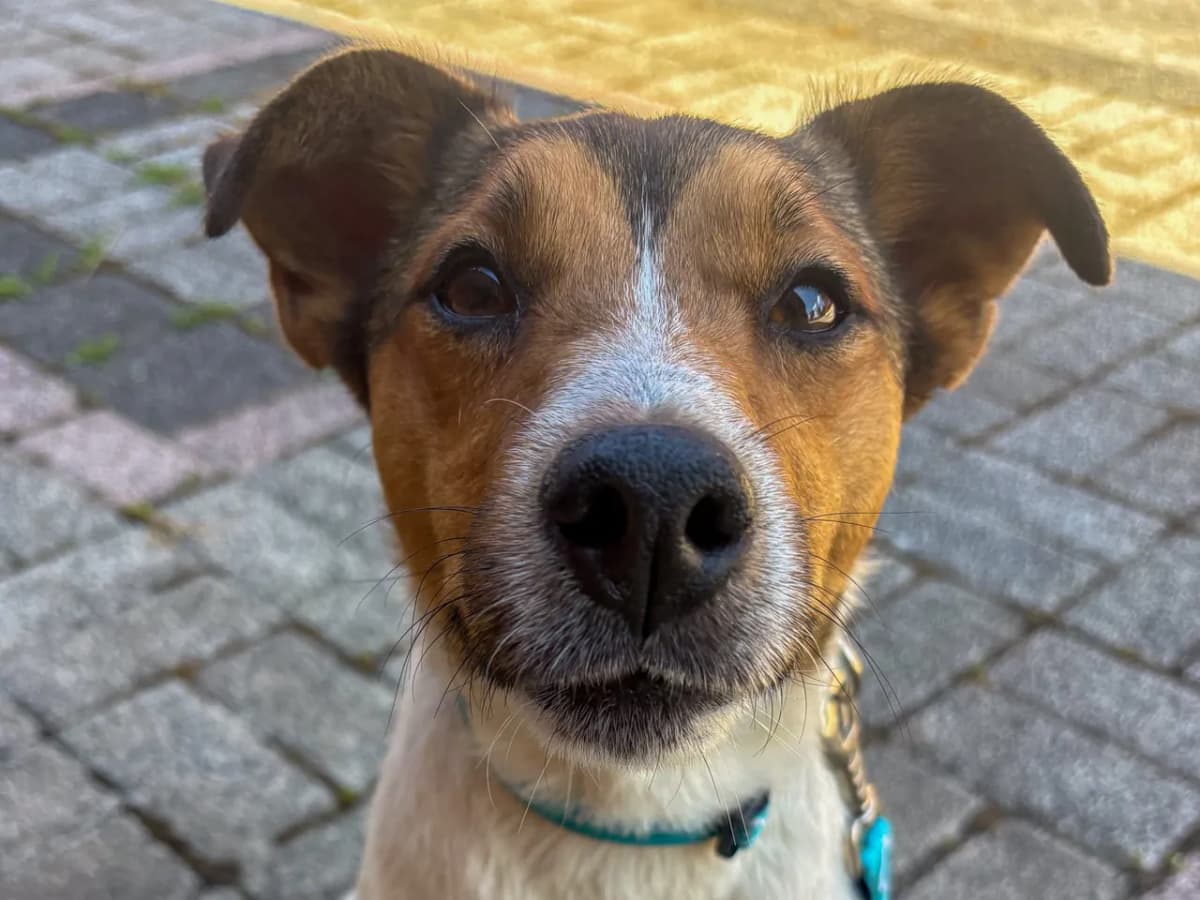 Çapkın Melez Köpek fotoğrafı