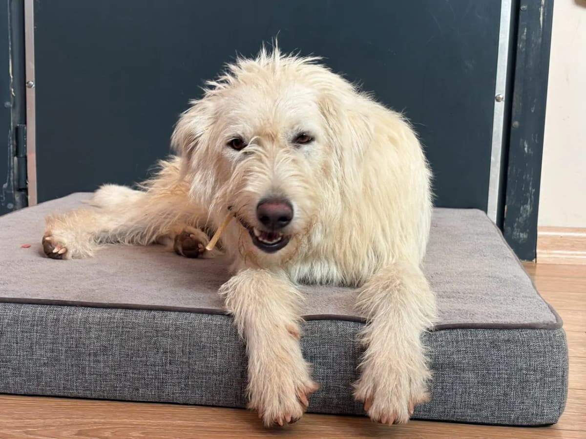 Sakız Melez Köpek fotoğrafı
