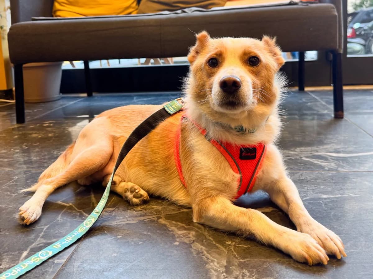 Teo Melez Köpek fotoğrafı