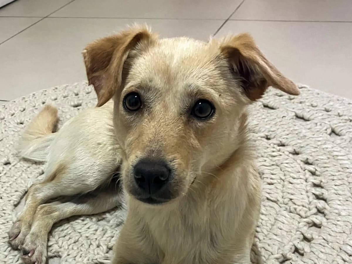 Kiraz Melez Köpek fotoğrafı