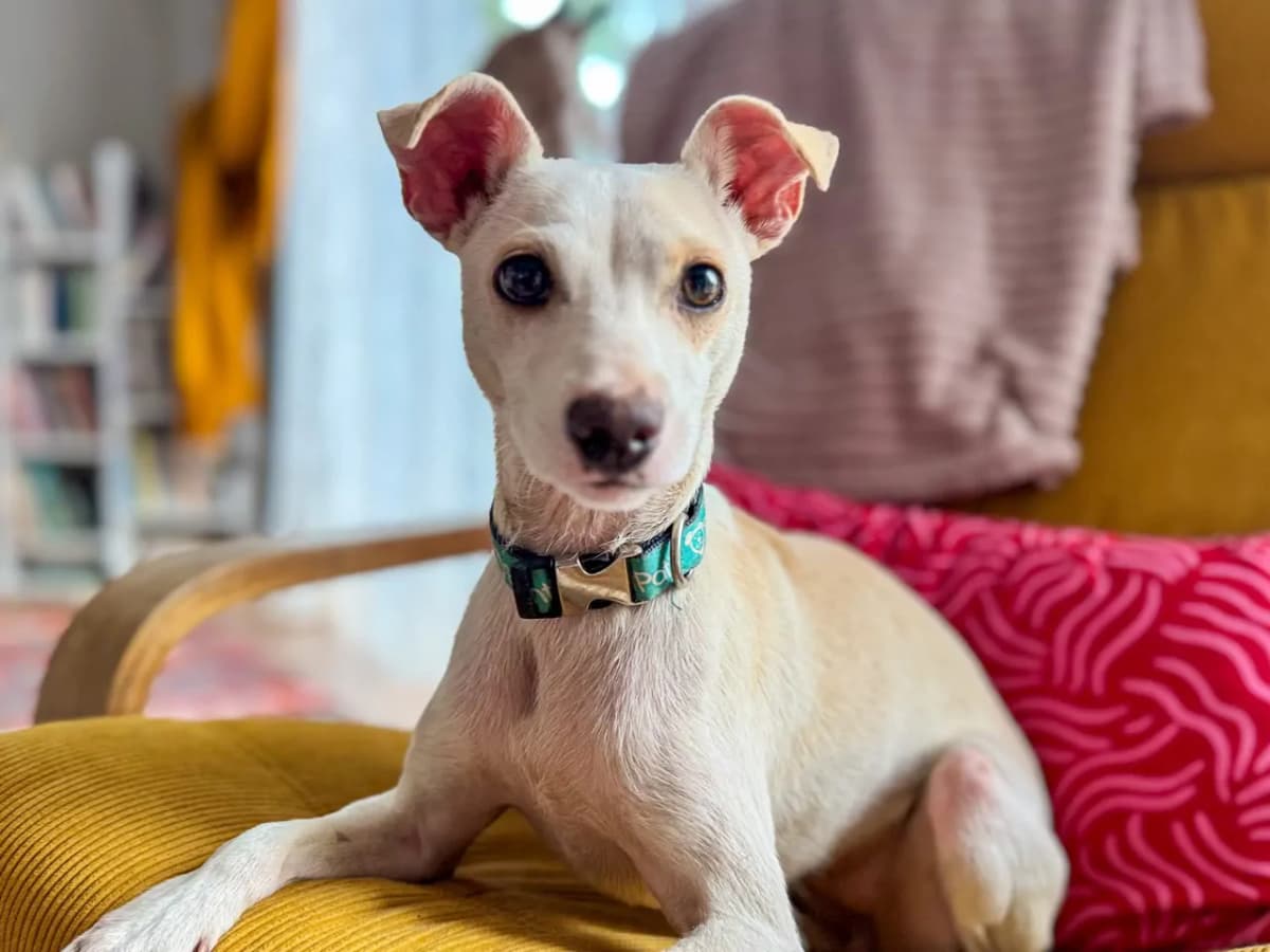 Nina Melez Köpek fotoğrafı