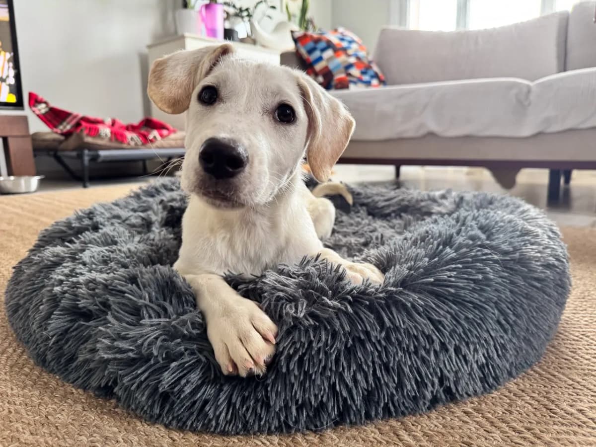 Vanilya Melez Köpek fotoğrafı