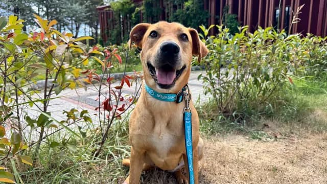 Mayra Melez Köpek fotoğrafı