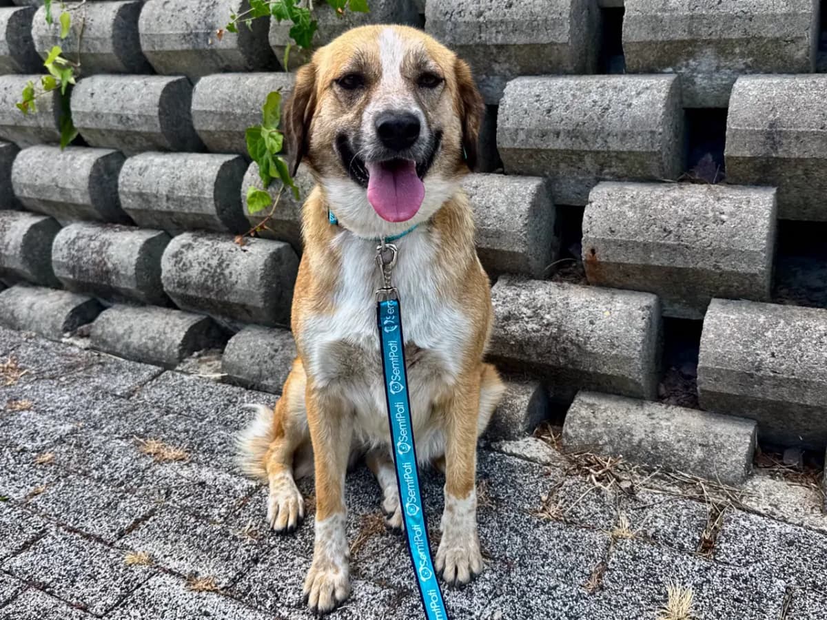 Balküpü Melez Köpek fotoğrafı