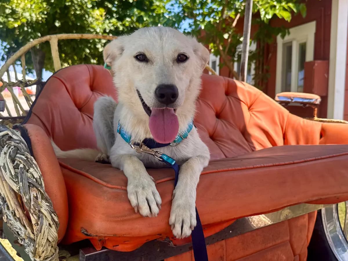Pamuk Melez Köpek fotoğrafı