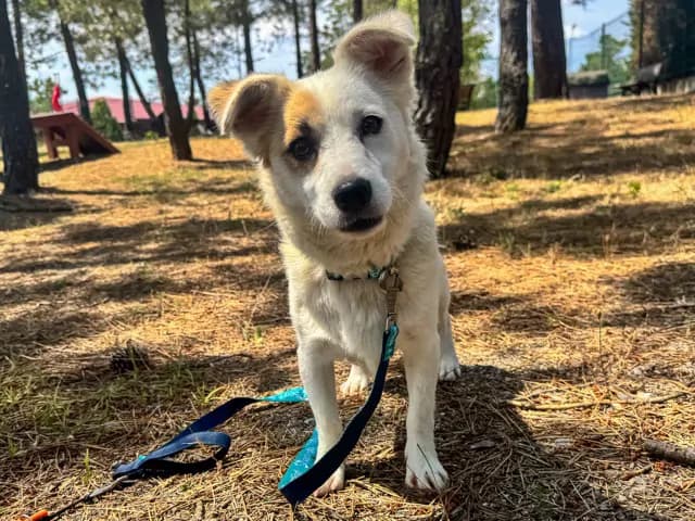 Angelica Melez Köpek fotoğrafı
