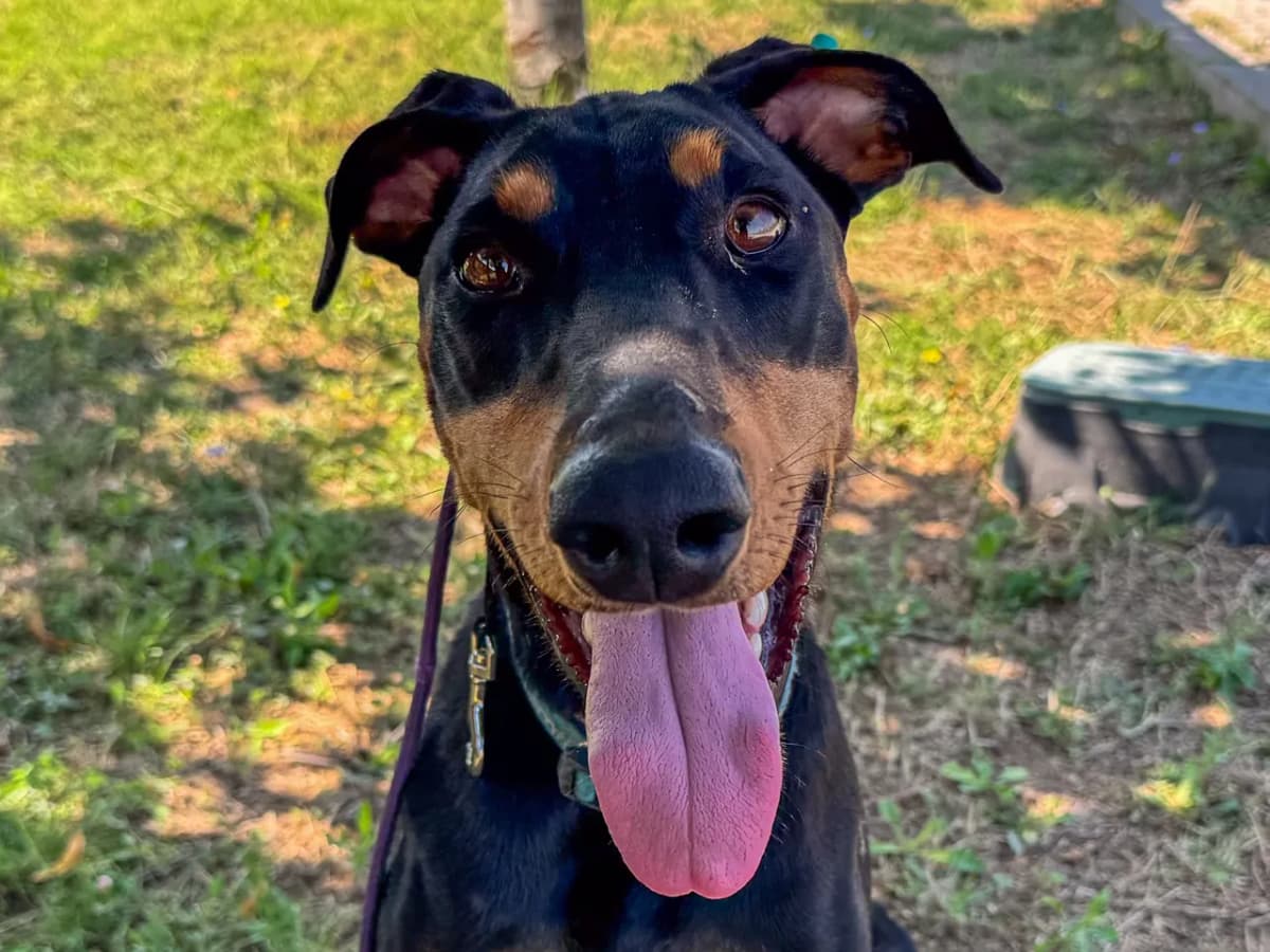 Vega Melez Köpek fotoğrafı