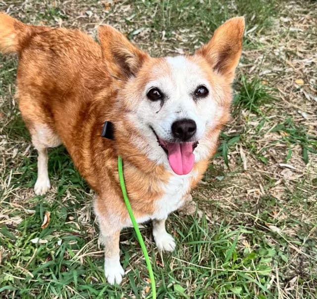 Zilli Melez Köpek fotoğrafı