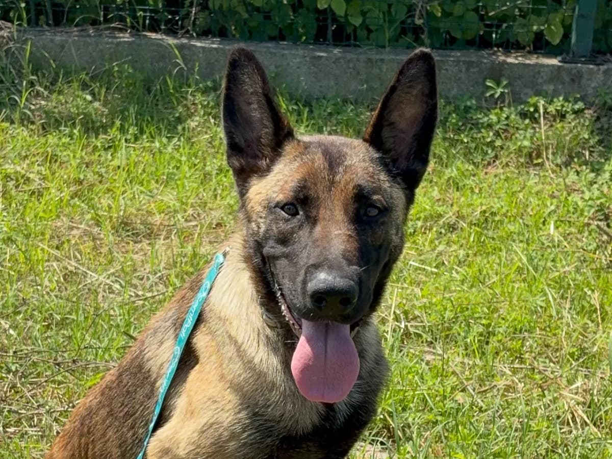 Reina Melez Köpek fotoğrafı