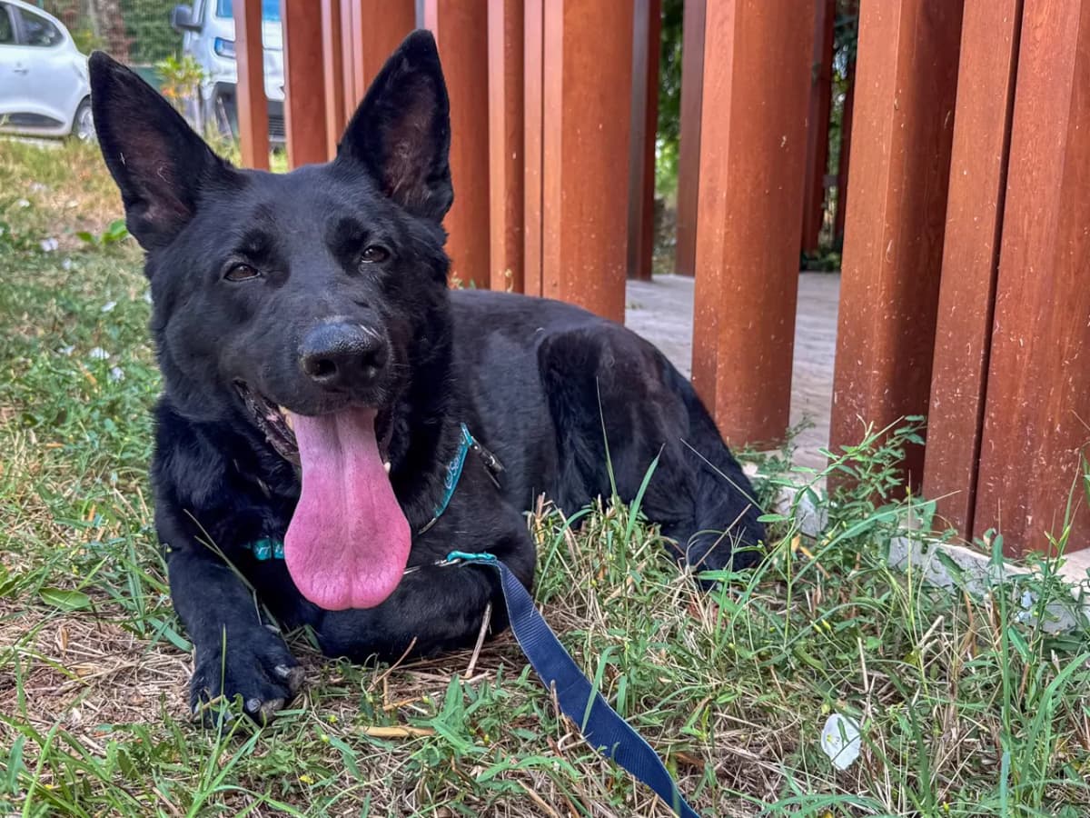 Artemis Melez Köpek fotoğrafı