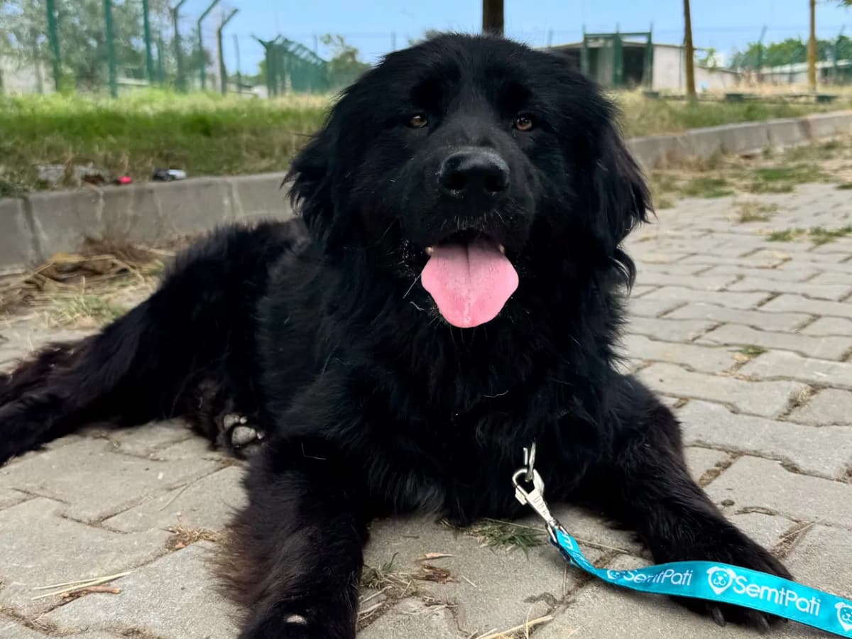 Erik Melez Köpek fotoğrafı