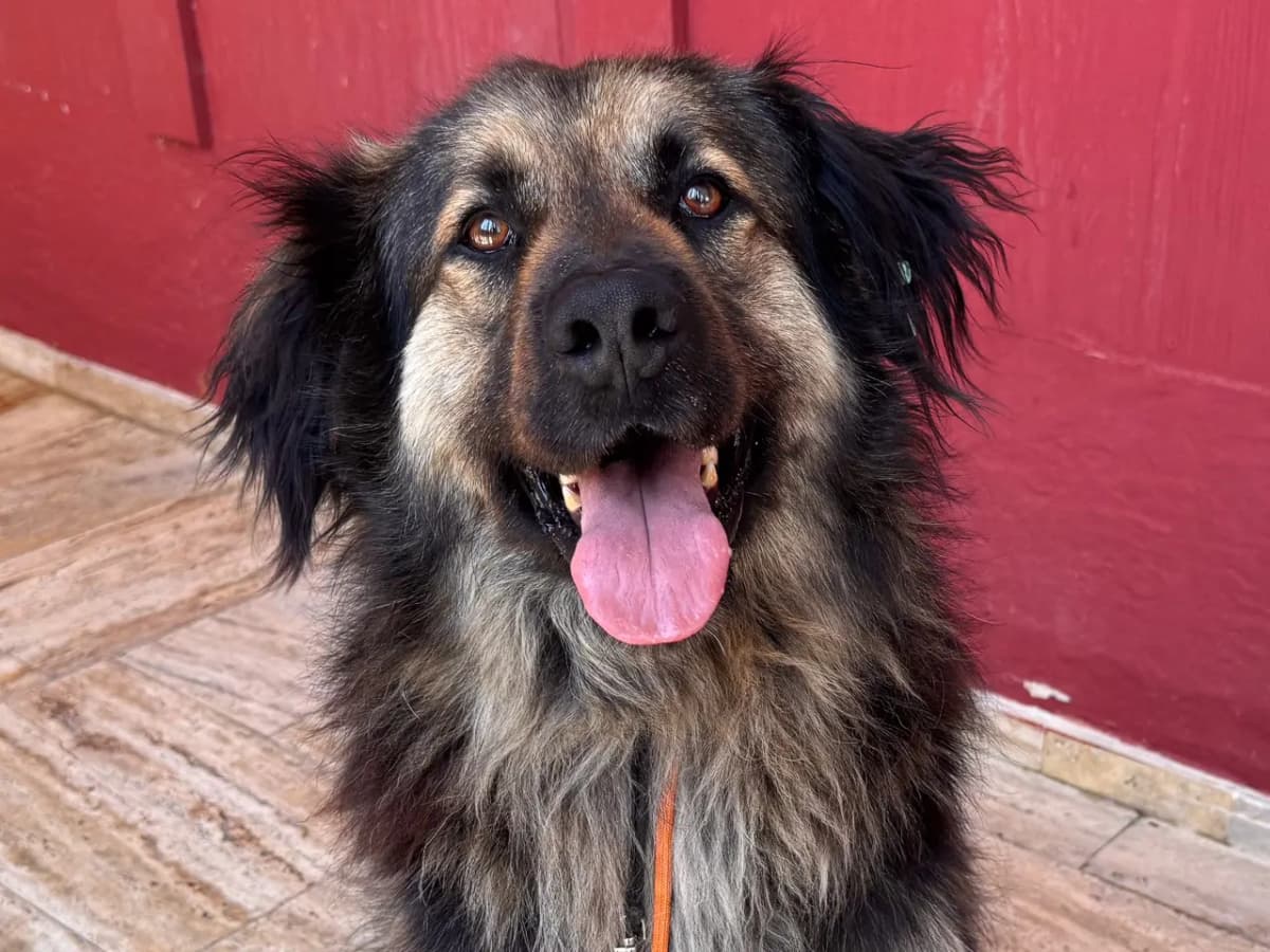 Bambam Melez Köpek fotoğrafı