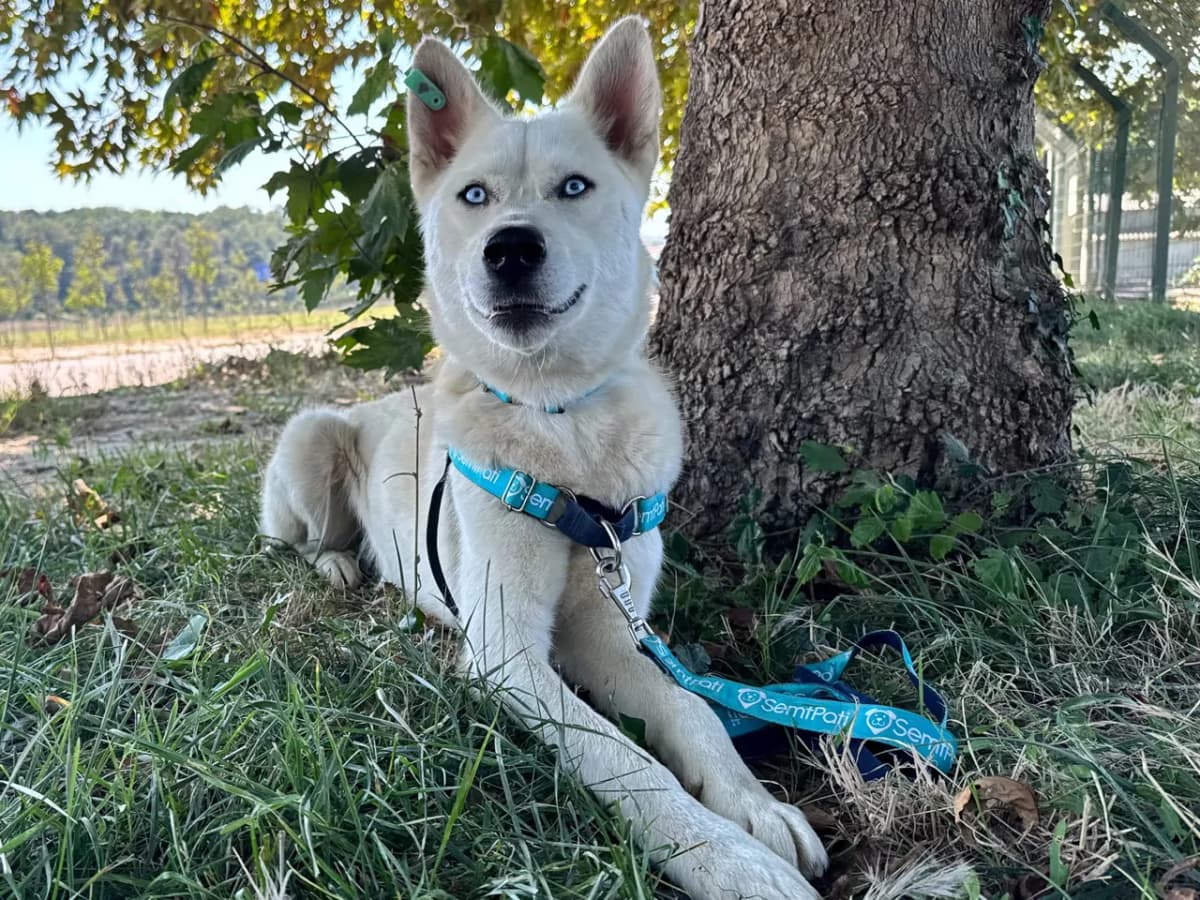 Poyraz Melez Köpek fotoğrafı