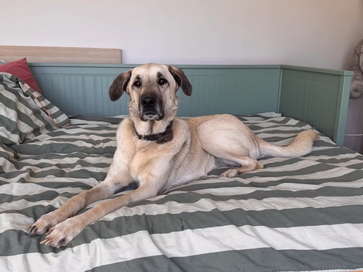 Uzun Melez Köpek fotoğrafı