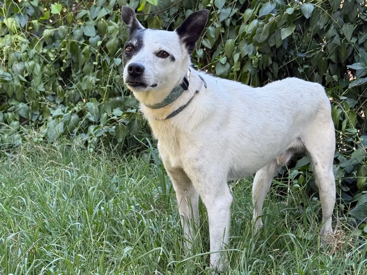 Oslo Melez Köpek fotoğrafı